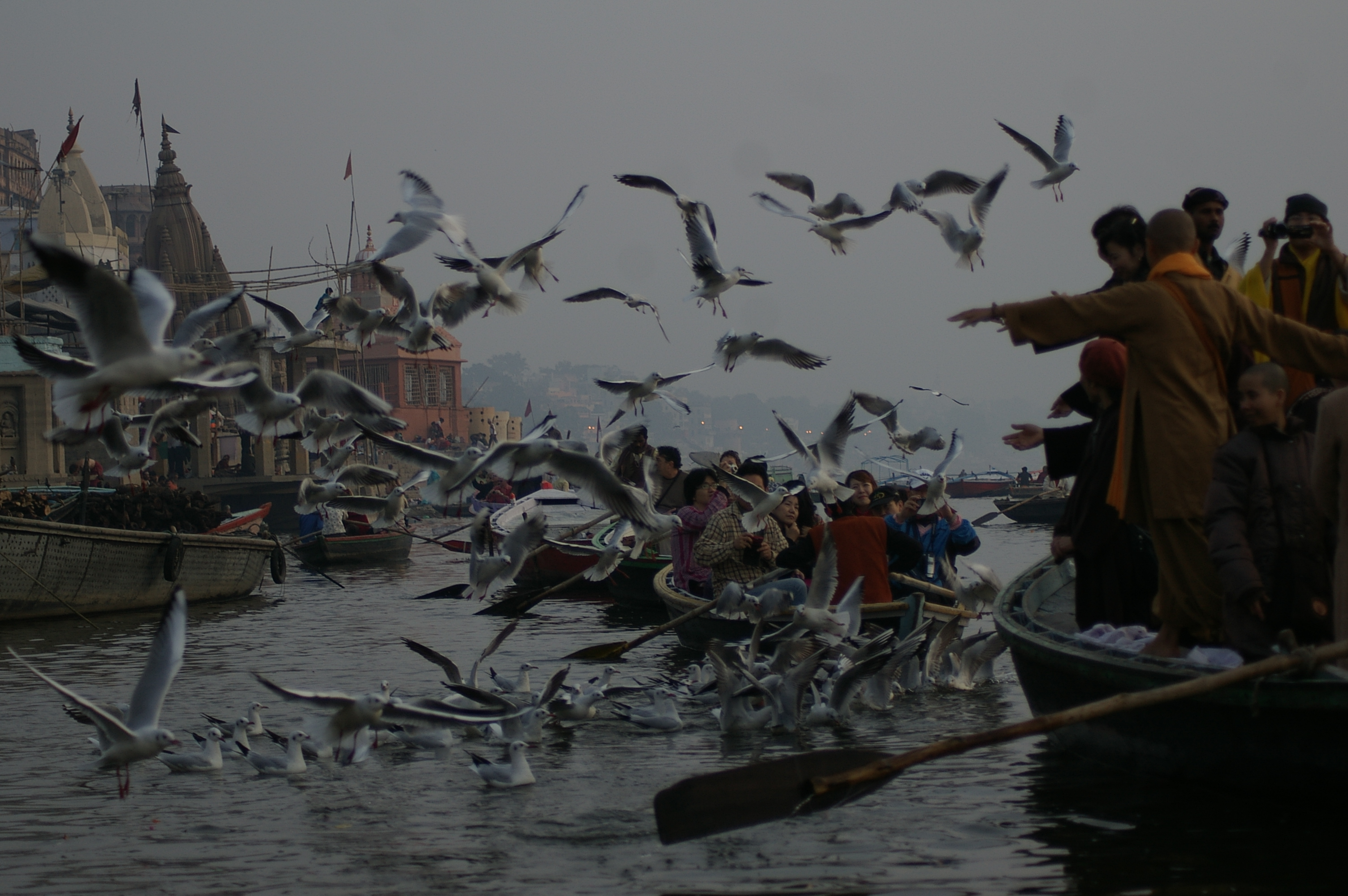 Ghat's birds